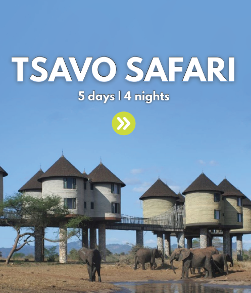 TSAVO